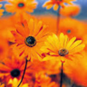 Meet your Posher, Janeth